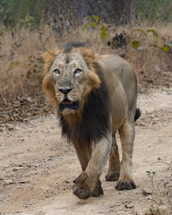 lion in the grass asiatic lion closeup photo from Gir jungle in India