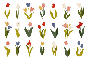 Tulip spring garden flowers bloom botanical decorative set for invitation and greeting cards