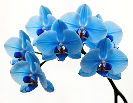 Close-up view of beautiful vibrant blue orchids. Orchids bloom in cluster on stem. Delicate petals, rich blue color highlighted against plain white background. Image evokes elegance, natural beauty.