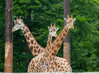 A friendly group of giraffes living in a national park in the Czech Republic