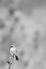 Little Bird