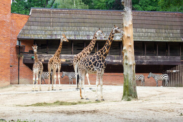 A friendly group of giraffes living in a national park in the Czech Republic