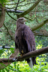 An eagle sits on a tree branch in the Prague Zoo