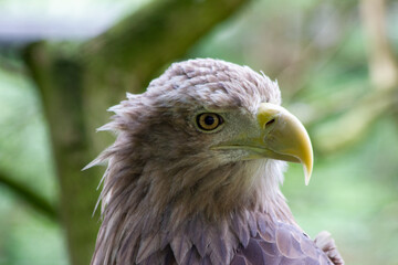 An eagle sits on a tree branch in the Prague Zoo