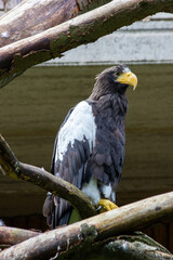 An eagle sits on a tree branch in the Prague Zoo