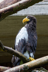 An eagle sits on a tree branch in the Prague Zoo