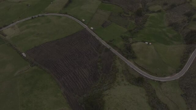 Aerial video of Espeletia Frailejones plants in a field with hills in the background. Ecuador