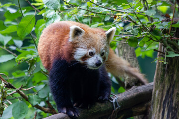 Obraz premium A red panda walks peacefully in a green forest