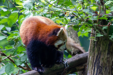 A red panda walks peacefully in a green forest