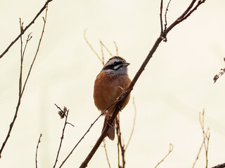 ホオジロ　オス