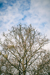 A leafless tree with intricate branches reaching towards a cloudy sky, with dried fruits. Spring warming.
