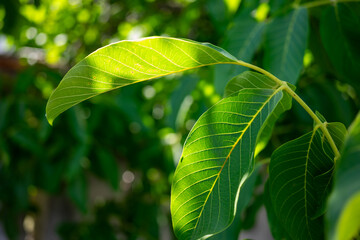 Bright green leaves reflecting sunlight in a lush garden setting