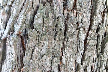 Detailed texture of tree bark showcasing nature's artistry and resilience