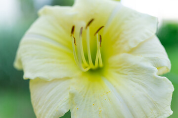 Beautiful white lily bloom features delicate petals and vibrant yellow center