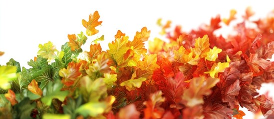 Autumn Leaves Transition