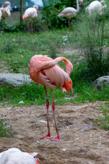 Pink flamingo in a national park in the Czech Republic
