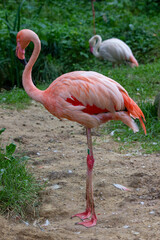 Pink flamingo in a national park in the Czech Republic
