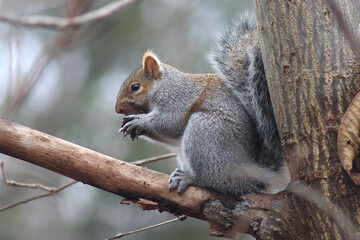 Grey Squirrel