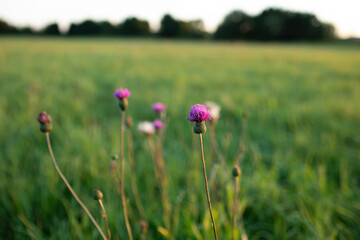 Thistle flowers on the summer meadow.Sun setting down