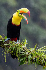 toucan in the jungle