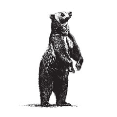 Fototapeta premium Grizzly bears standing upright on its hind legs, showcasing intricate fur details, strength, and wilderness elegance. Wildlife Animals.