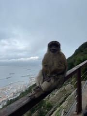 monkey  © Natalia