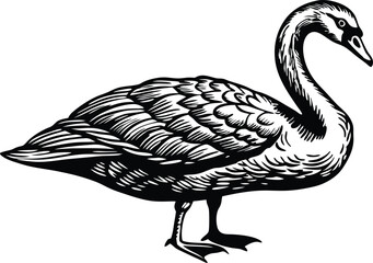 Mute Swan jumping. Isolated on a white background 