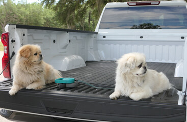 2 Pekingese Dogs sitting in the bed of a new white pickup truck