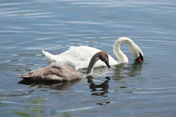 Swans