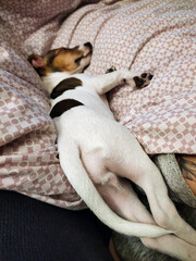 A spotted sleeping Jack Russell Terrier dog on the sofa cushions. Pets in everyday life.