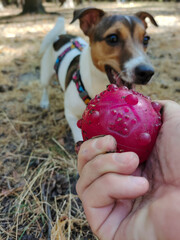 Jack Russell Terrier dog plays with a ball in a person's hand. Front view close-up. Pets in everyday life. Blurred background