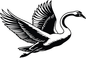 Mute Swan jumping. Isolated on a white background 