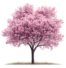 Obraz premium Springtime Cherry Blossom Tree, Elegant Pink Sakura Flowers, Nature Scene, Isolated on Transparent Background