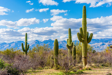 saguaro cactus in state