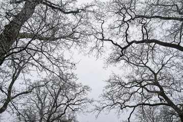 Kahle Baumkronen gegen Winterhimmel mit Raureif