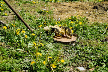 Little ducks that are searching are sitting in the field