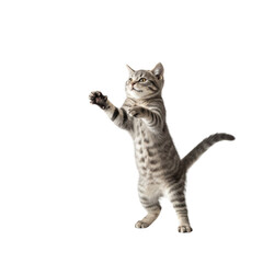 Fototapeta premium 4k backgroundless cutout of an adorable and cuddly kitten playing in front of the camera