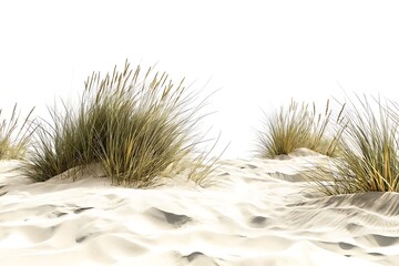 Realistic High-Resolution Sand Dunes with Coastal Grass – Natural Beach Landscape Illustration
