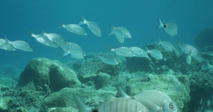 Lithognathus mormyrus fish school underwater sand steenbras