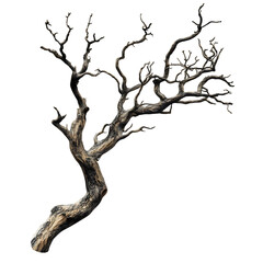 Fototapeta premium Dead Tree Branch Isolated on Transparent Background