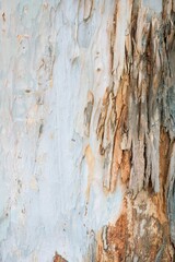 Close-Up of Eucalyptus Tree Bark Texture