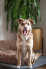 Portrait of a sleepy dog ​​who yawns, Australian Shepherd sits on a pillow at home and looks at the camera. Cute purebred dog on the floor in daylight.