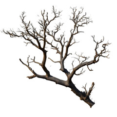 Fototapeta premium Dead Tree Branch Isolated on Transparent Background