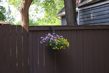hanging planter basket suspended from wooden fence filled with purple (mauve) and yellow blossoms © Don Hoskins