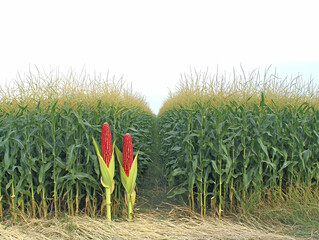 Two Ruby Red Corn Cobs Stand Out in a Lush Green Field Ready for Harvest Season