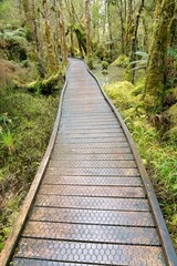Boardwalk Through New Zealand's West Coast Rainforest