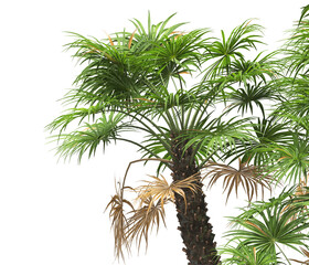 palm Tree leaves isolated white background. also known as the European fan palm, chamaerops humilis, Phoenix roebelenii, dwarf date palm, pygmy date palm, windmill palm, robellini palm, Chusan palm.