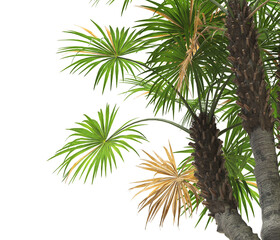 palm Tree leaves isolated white background. also known as the European fan palm, chamaerops humilis, Phoenix roebelenii, dwarf date palm, pygmy date palm, windmill palm, robellini palm, Chusan palm.