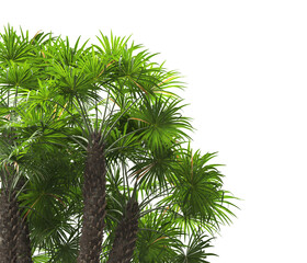 palm Tree leaves isolated white background. also known as the European fan palm, chamaerops humilis, Phoenix roebelenii, dwarf date palm, pygmy date palm, windmill palm, robellini palm, Chusan palm.