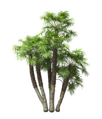 Single palm Tree isolated on white background. also known as the European fan palm, chamaerops humilis, Phoenix roebelenii, dwarf date palm, pygmy date palm, windmill palm, robellini palm, Chusan palm